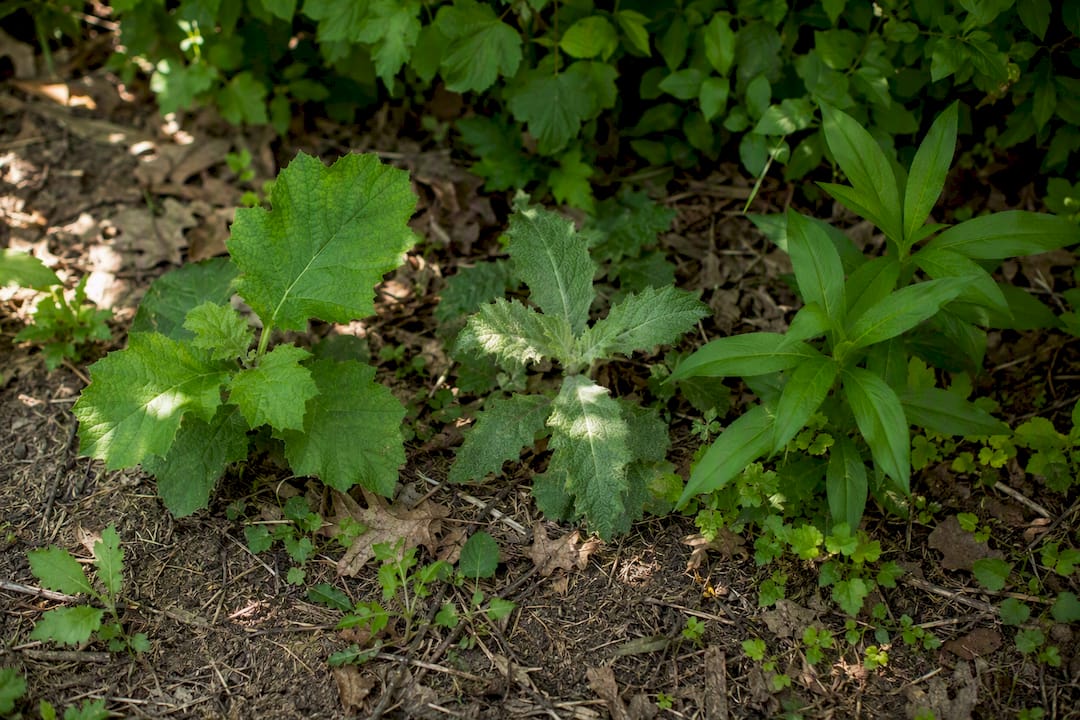 Comparison of native and non-native plant leaves