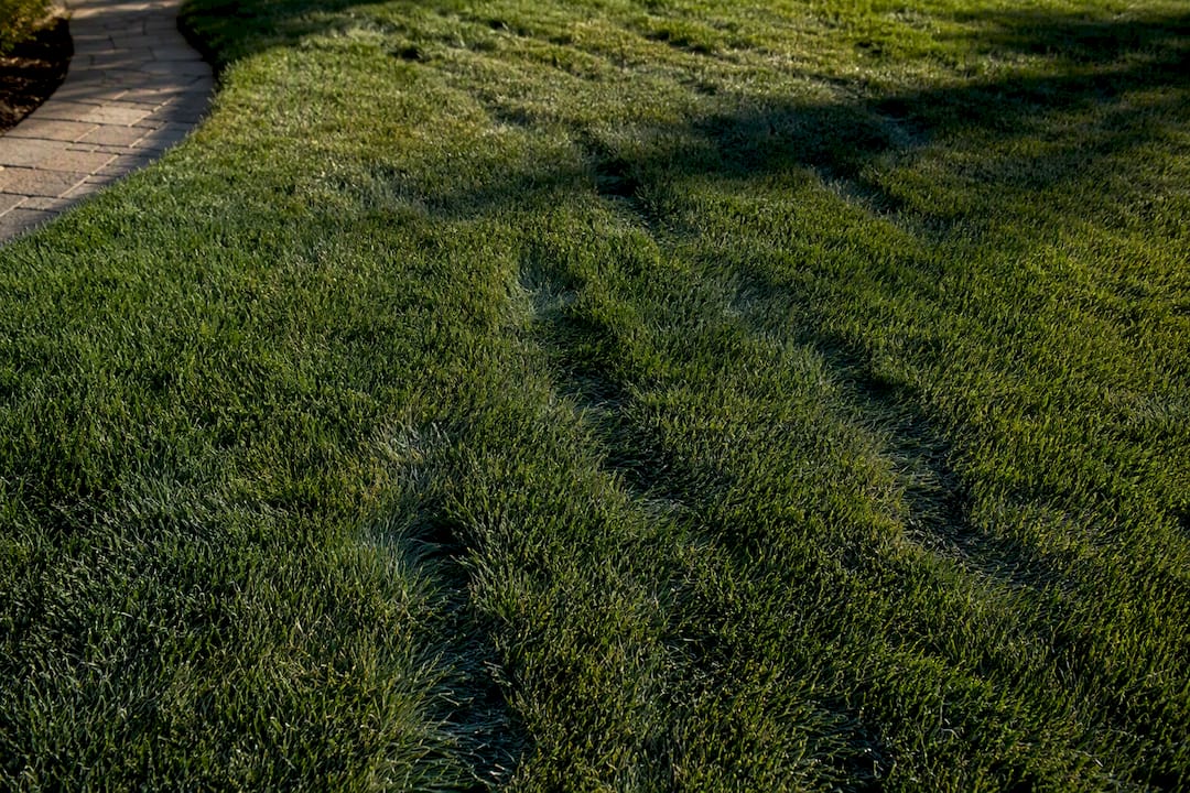 Persistent footprints showing lawn drought stress