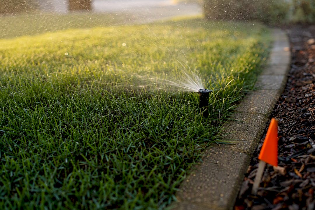 Light watering on newly overseeded tall fescue