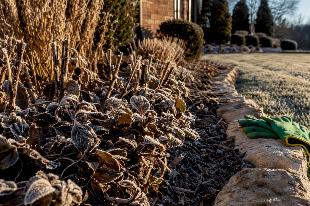 Frost-covered shrub in Kansas City winter yard