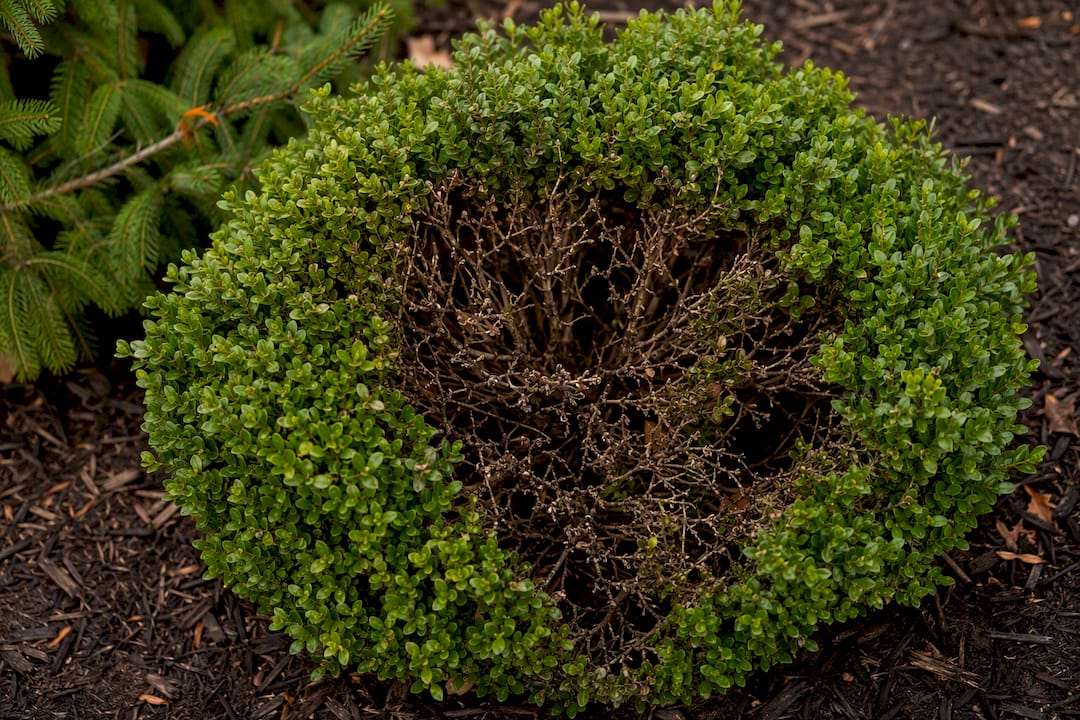 Boxwood showing brown damage from deep pruning