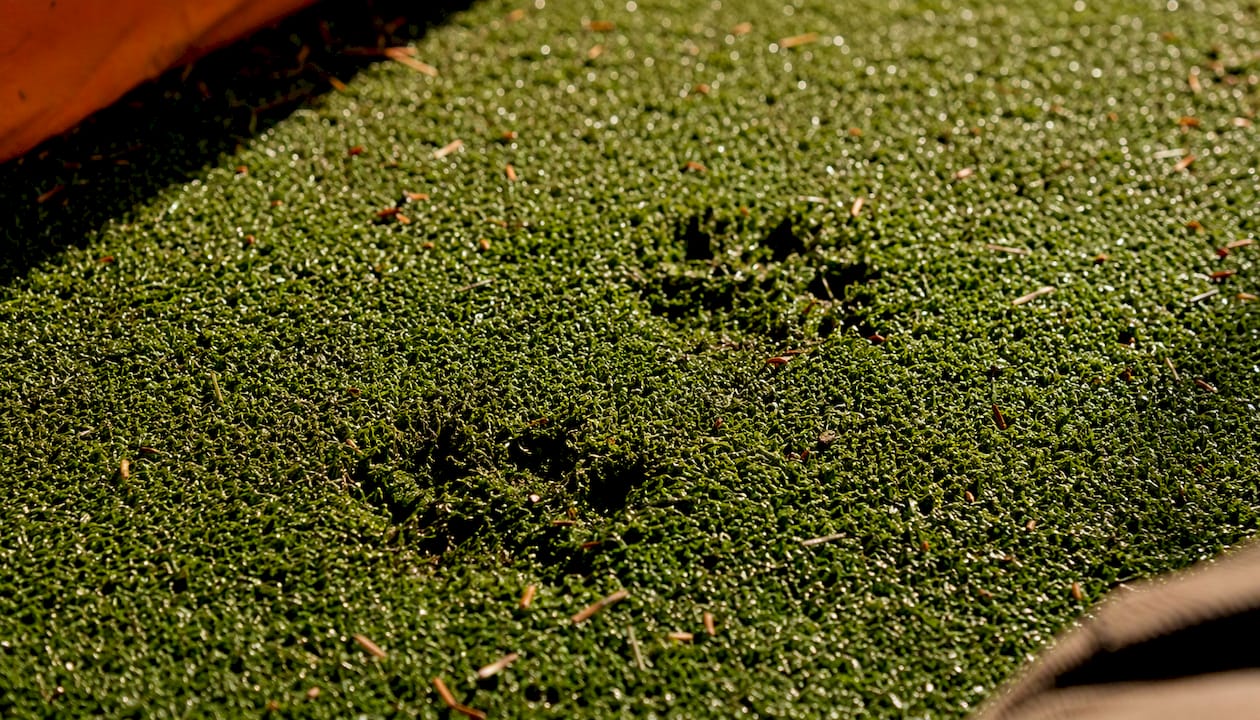 Close-up of dog paw prints on artificial grass