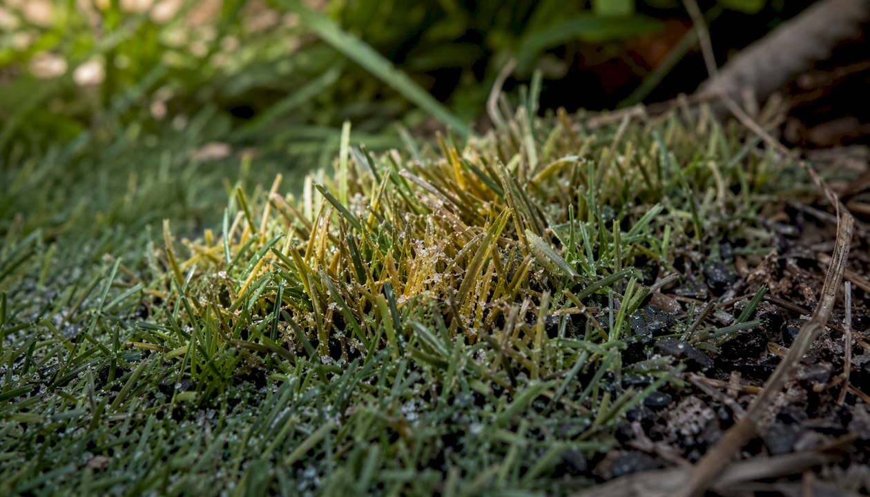 Artificial grass close-up showing urine stain and turf backing