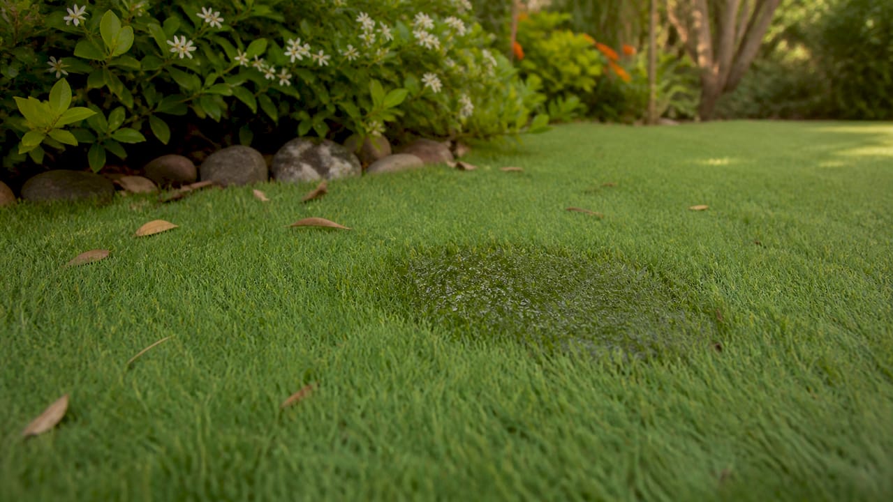 Fresh dog urine stain on artificial grass outdoors
