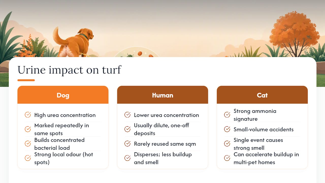 Diagram comparing urine sources and effects on turf