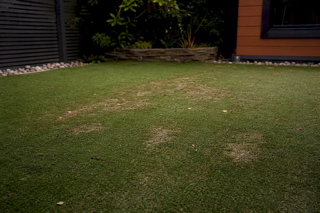 Damaged artificial grass patch with urine stains