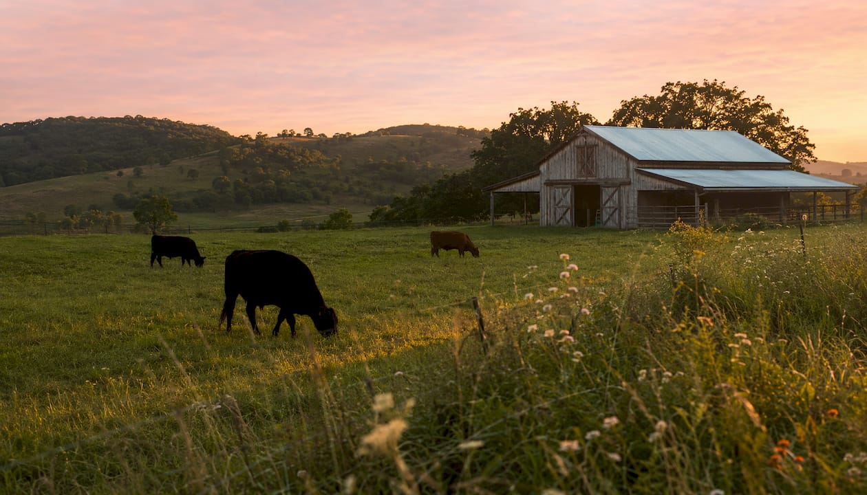 Grass-fed cattle grazing in pasture