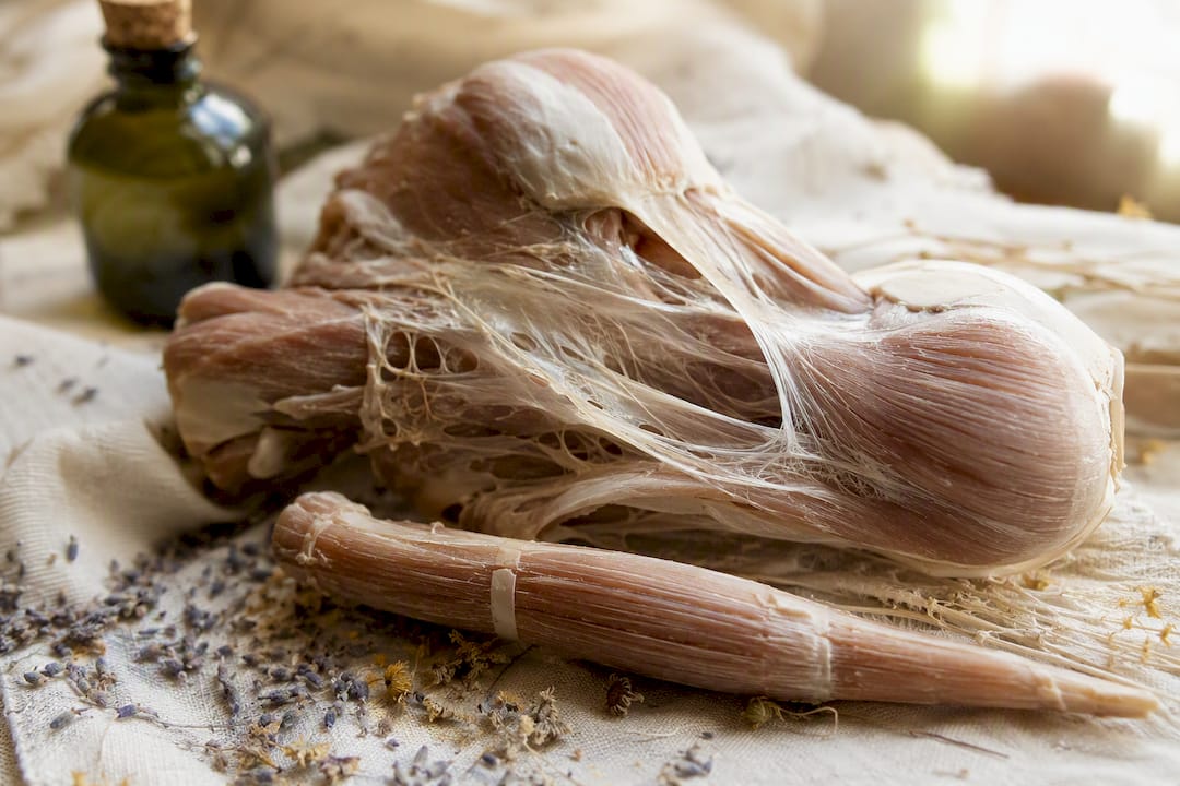Close-up of fibrous fascia layers on anatomical muscle model