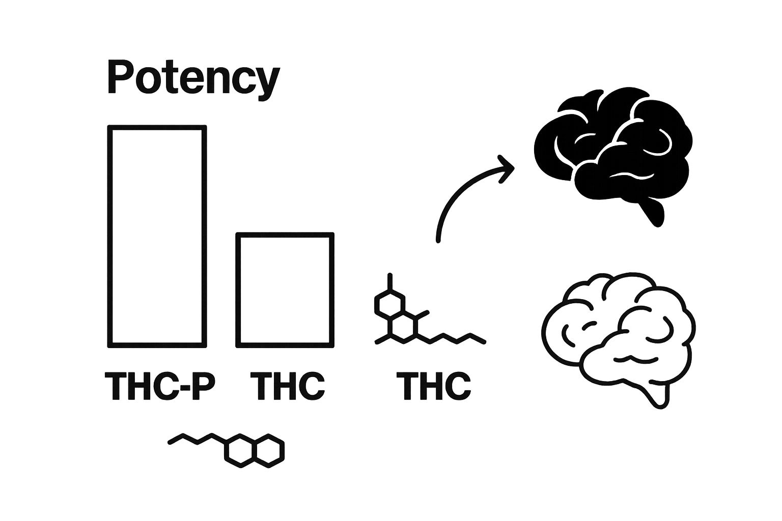 Bar chart and molecule icons comparing THC-P vs THC potency