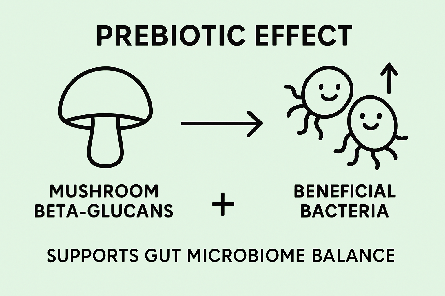Infographic showing mushroom beta-glucans supporting beneficial gut bacteria growth