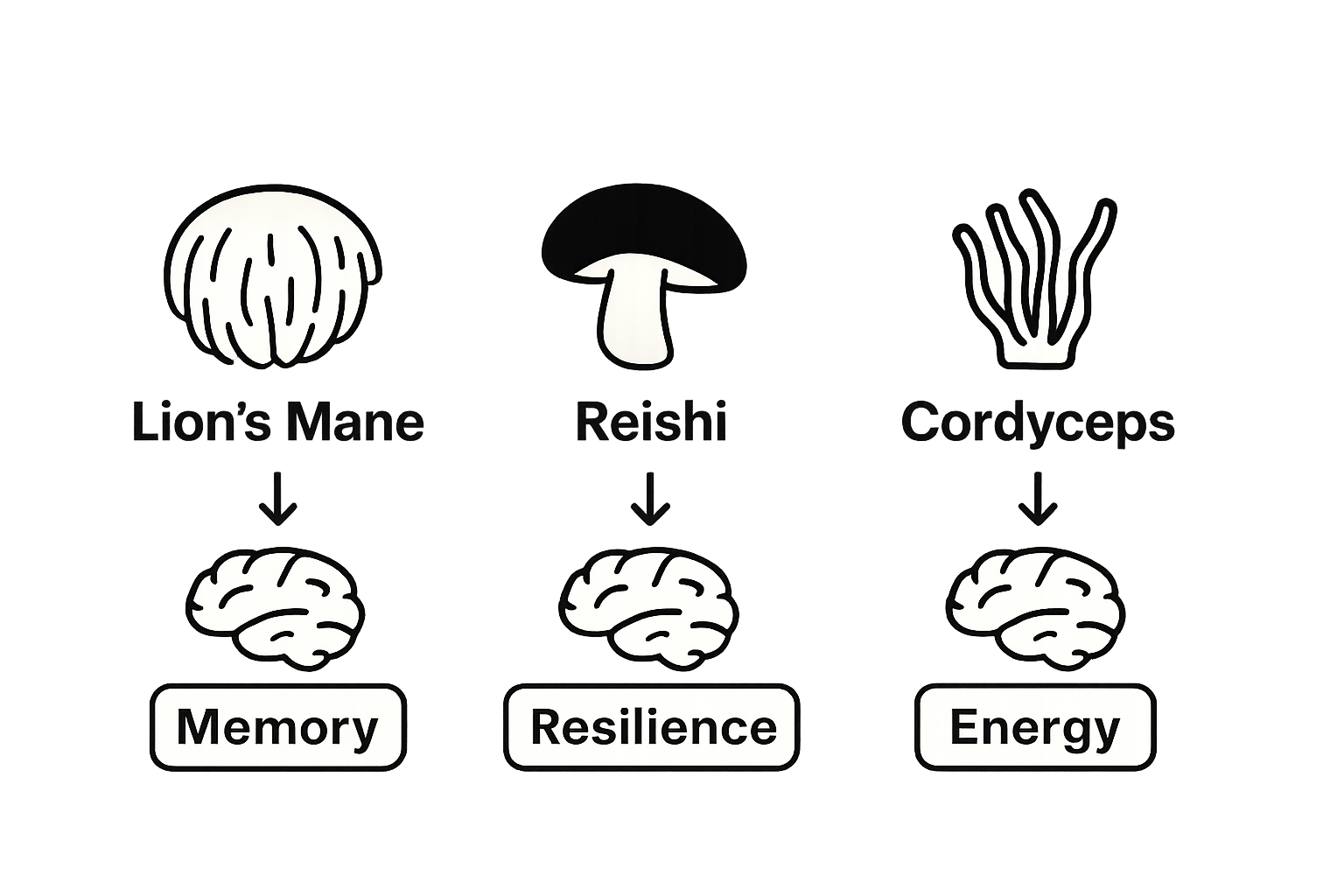 Infographic comparing key mushrooms for cognitive support