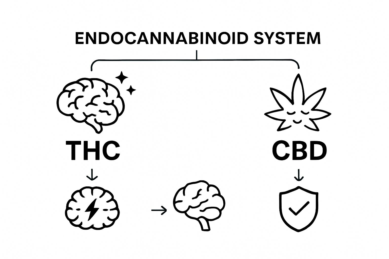 Infographic comparing THC and CBD effects