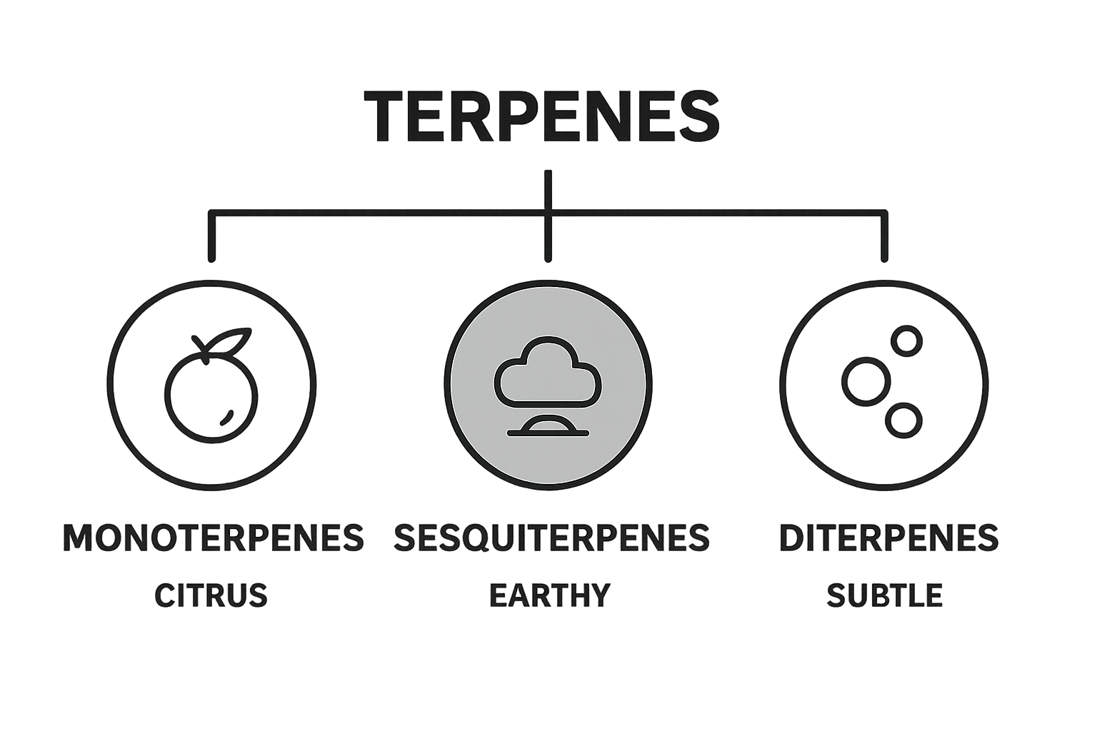 Simple infographic comparing monoterpenes, sesquiterpenes, diterpenes in cannabis flavor profiles