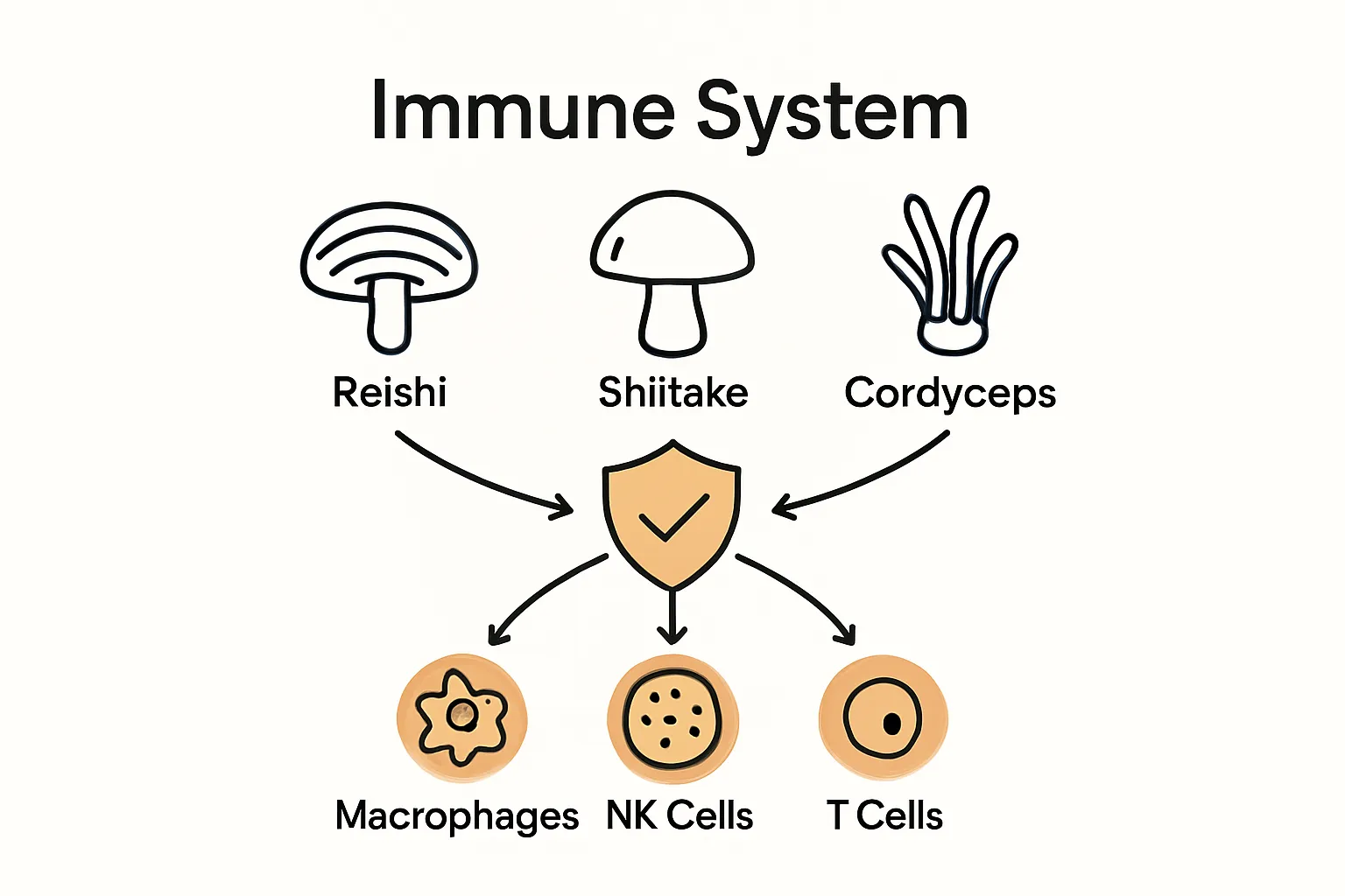 Infographic showing key medicinal mushrooms supporting immune cells.