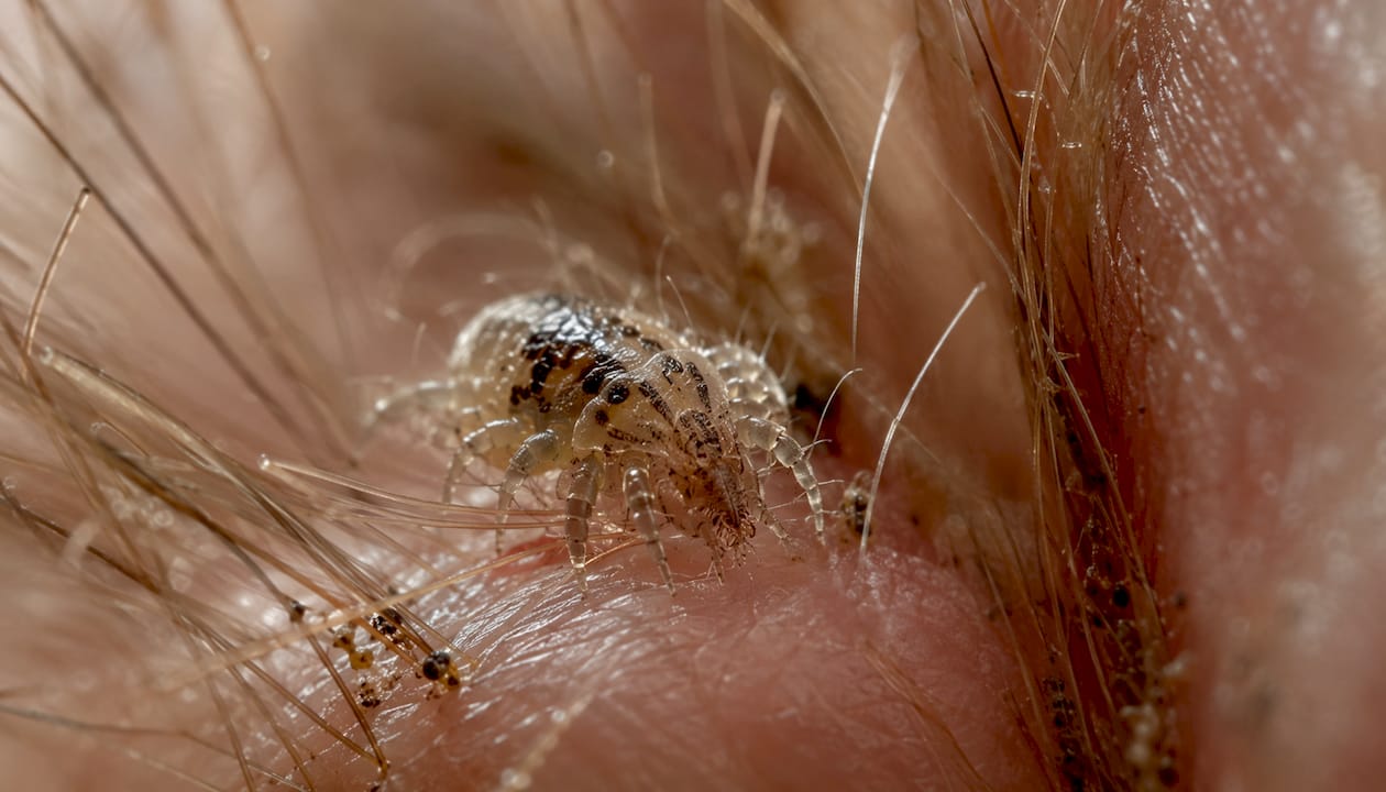 Close-up of cat ear mite on skin