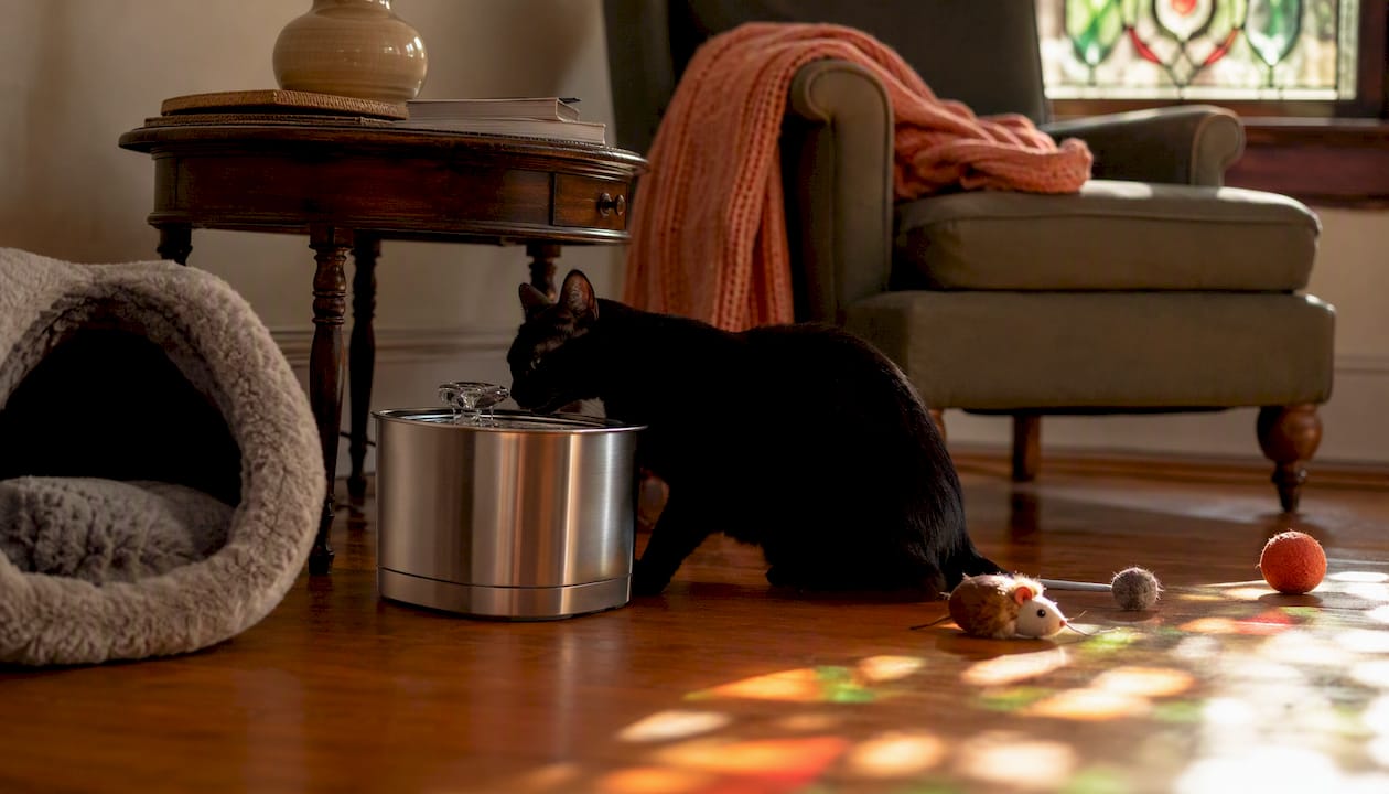 Black cat drinking from quiet stainless steel fountain