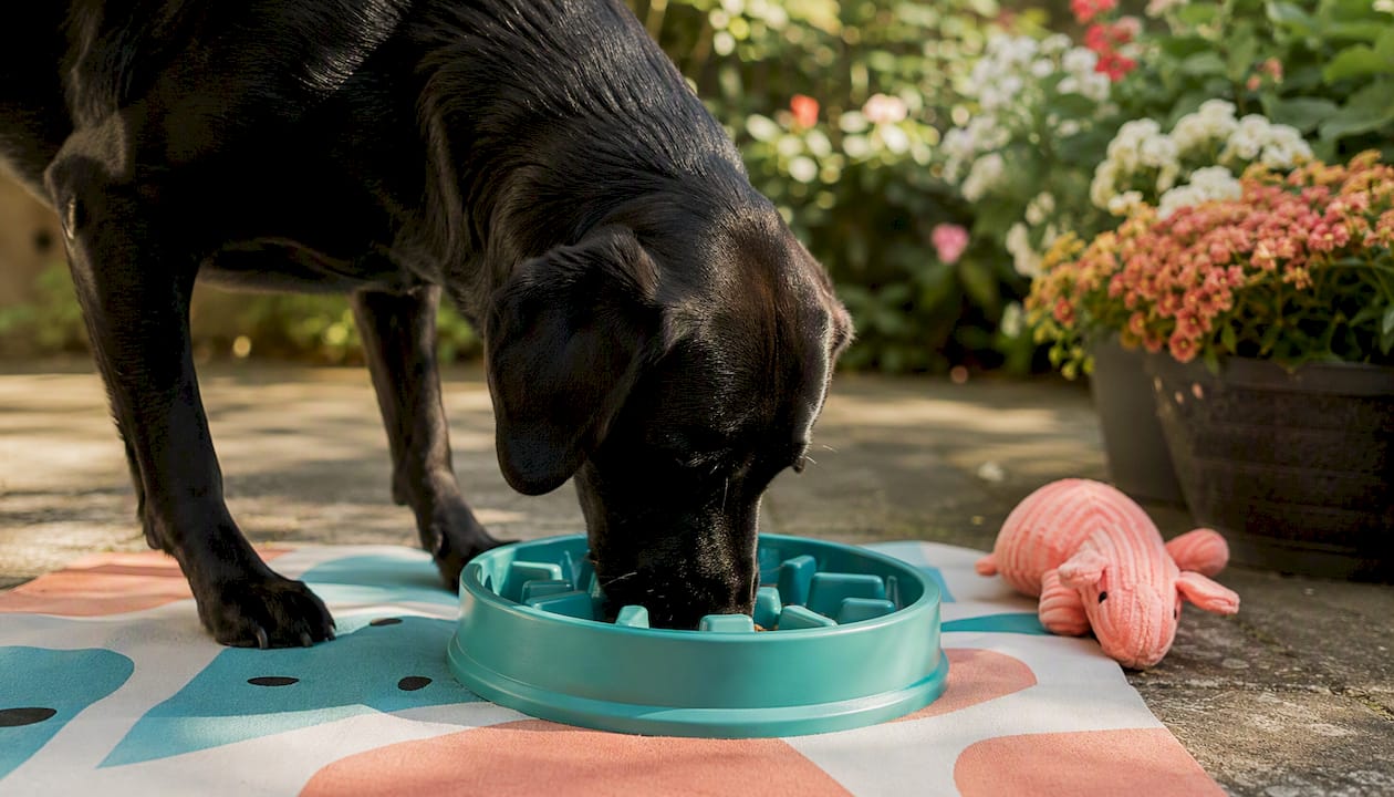 Labrador eating from slow feeder dog bowl