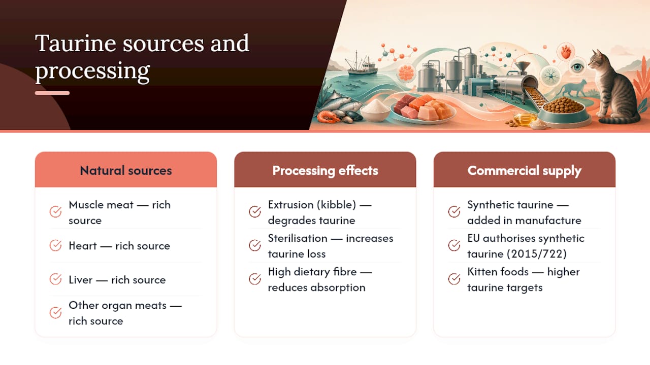 Diagram of taurine sources and processing impact