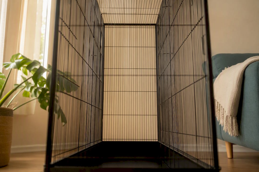 Empty spacious budgie cage showing flight corridor