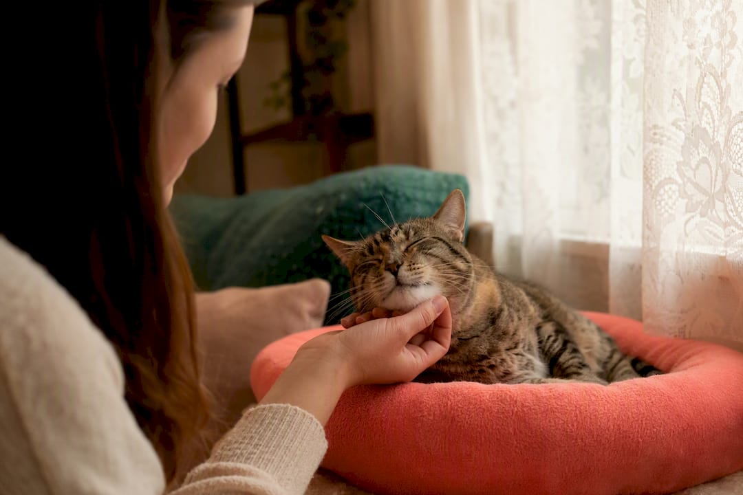 Person gently stroking calm cat's face during dental routine start