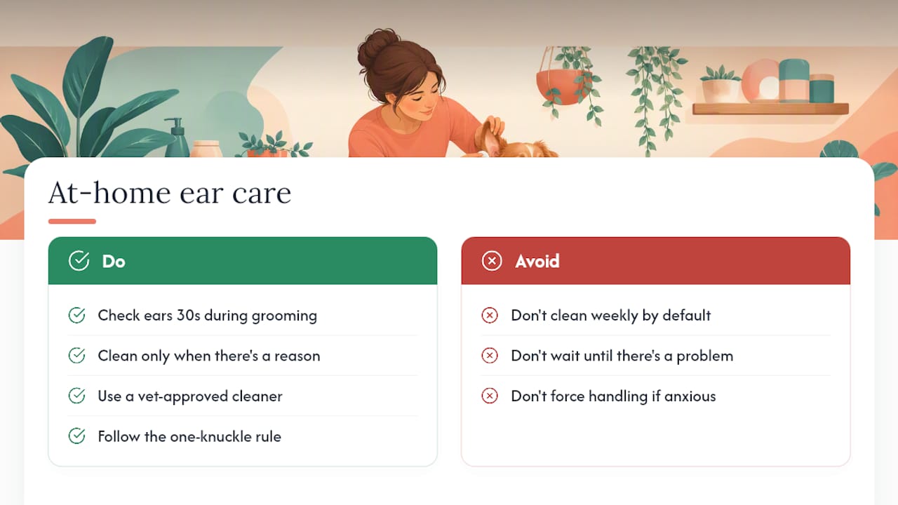 Our take on at-home ear care — overview diagram