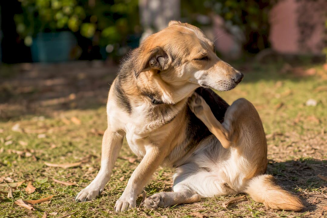 Your itchy dog: Vet backed steps for the 3 main causes
