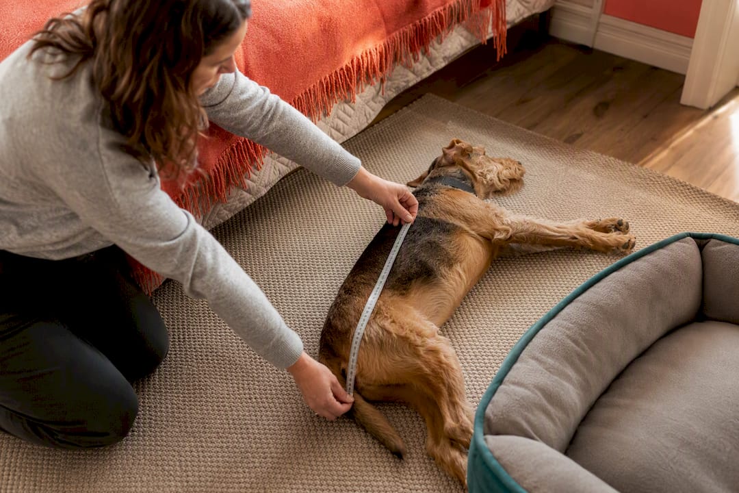 Measure First: Dog Bed Size for UK Owners (Add 10–30cm)