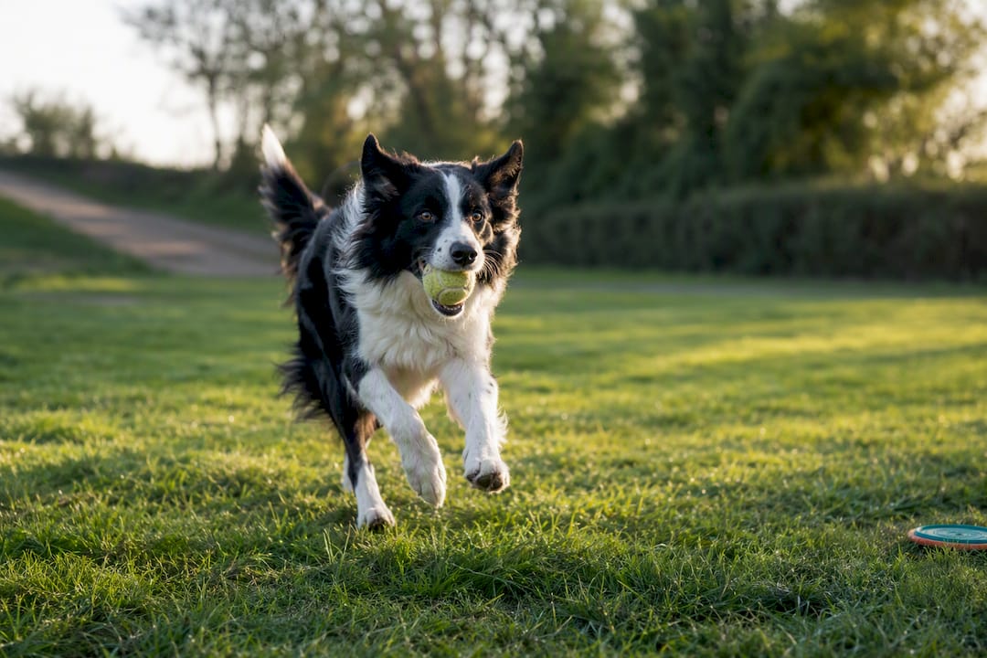Match Your Week: Dog Energy Levels by Daily Minutes and Checklist