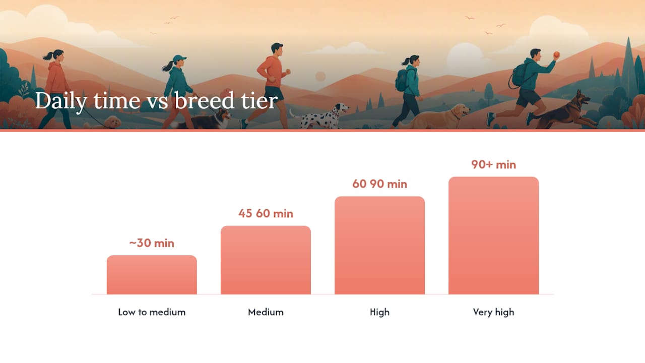 How to match a breed's energy to your real life — overview diagram