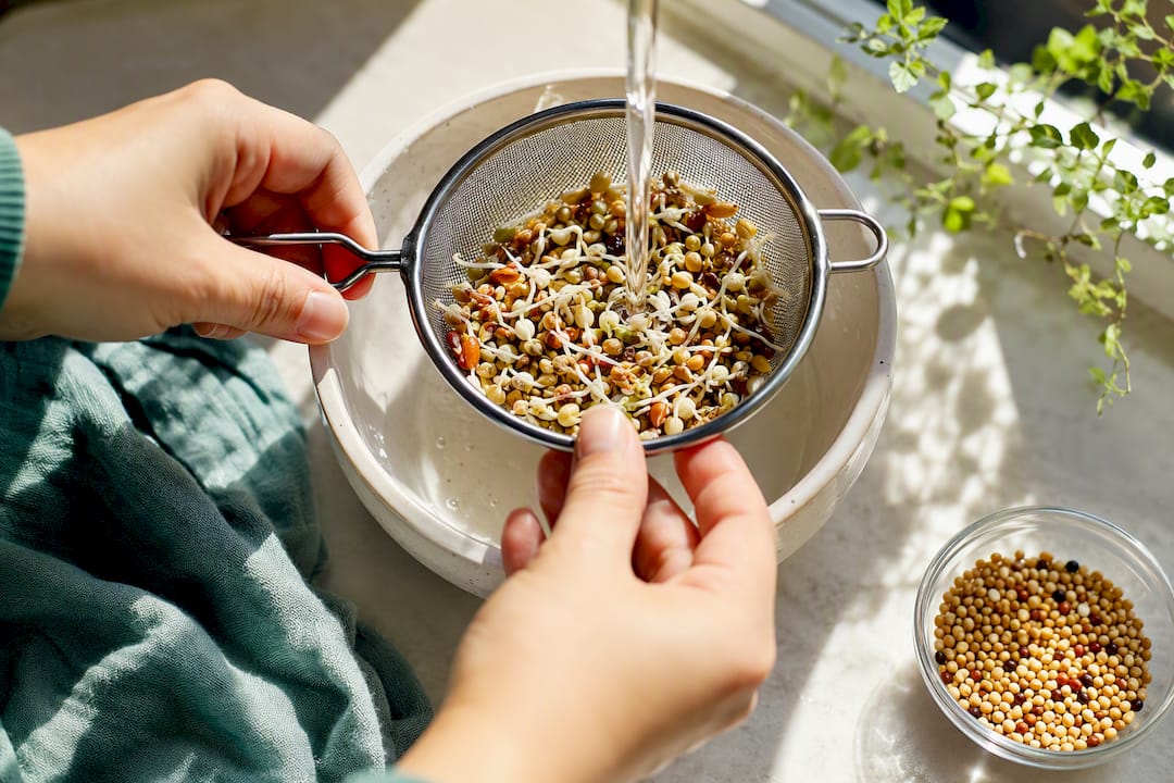Fresh sprouted seeds being rinsed