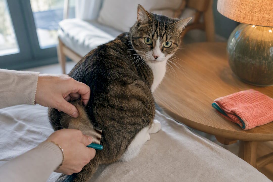 Treat Every Pet and the Home: Stop Flea Allergy Flares in UK Cats