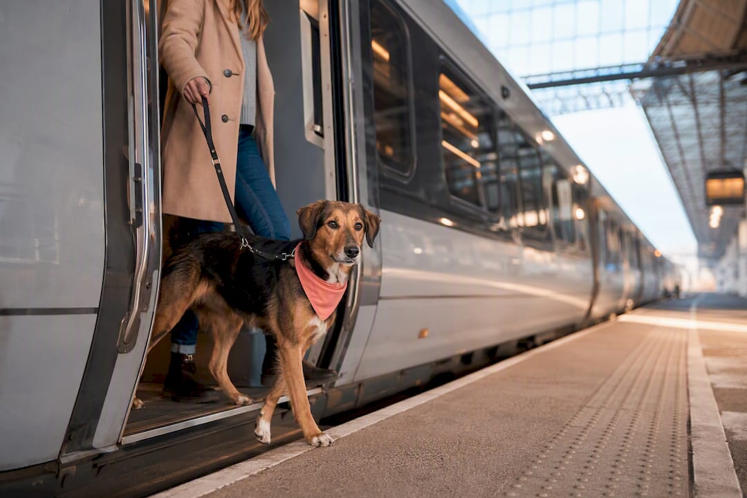 Up to Two Dogs Travel Free on UK Trains, Plus Official Rules and Kit