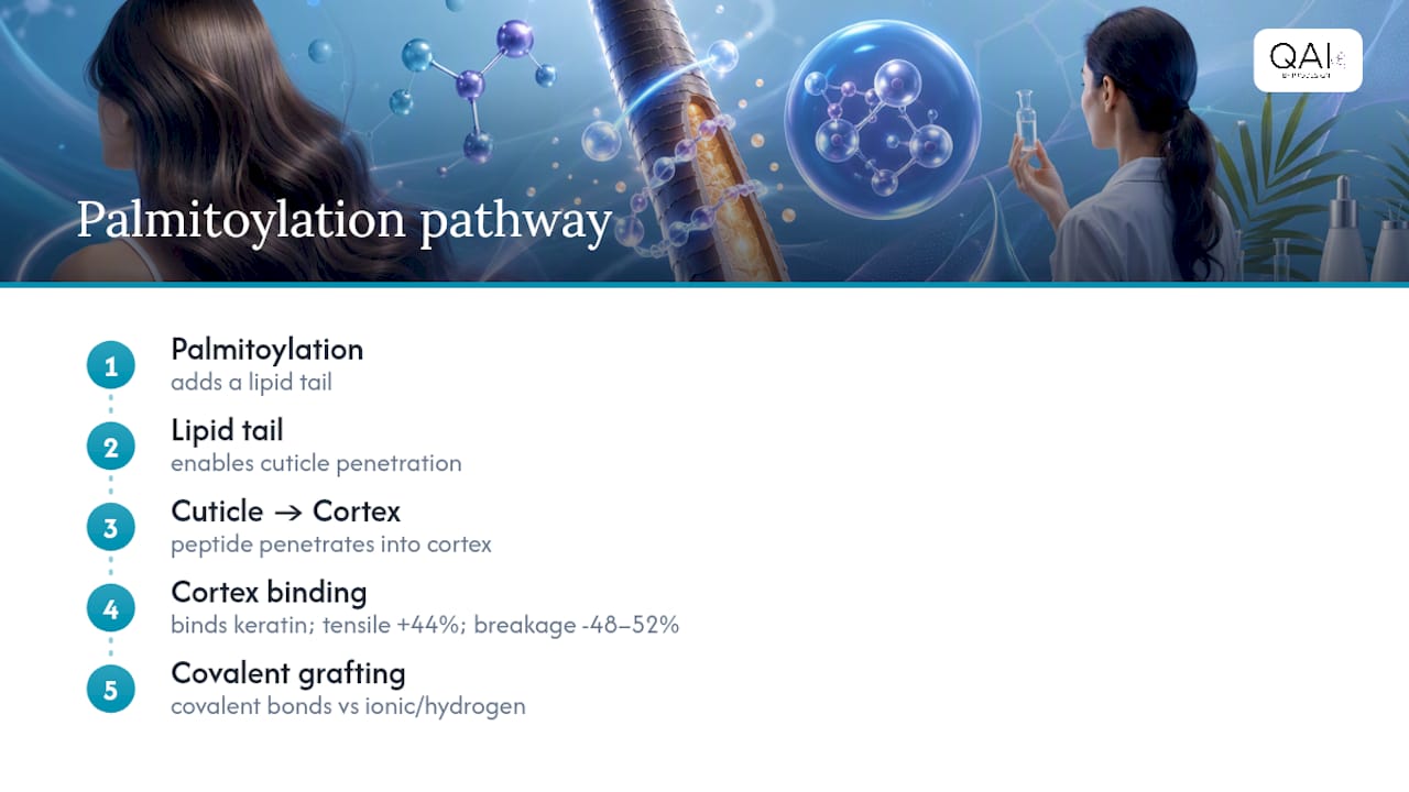 Peptide pathway through cuticle to keratin