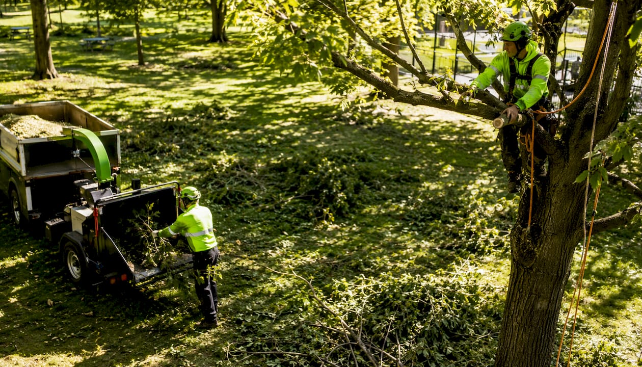 Emergency workers clearing storm tree branches