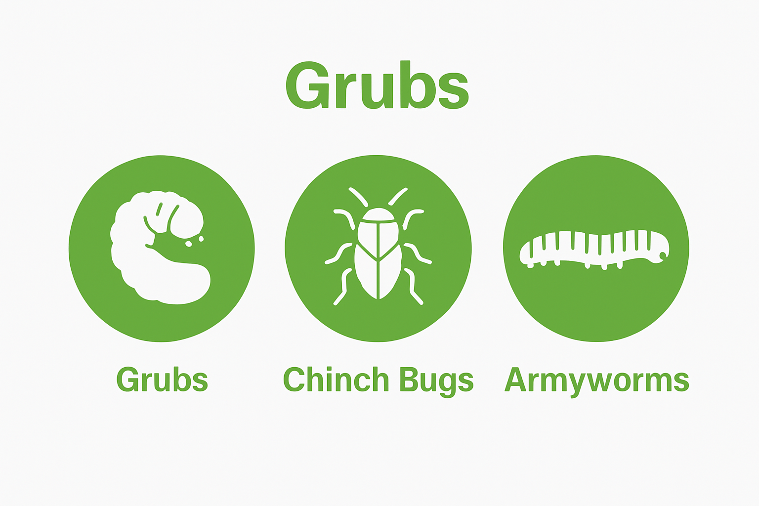 Simple infographic comparing main lawn pest types