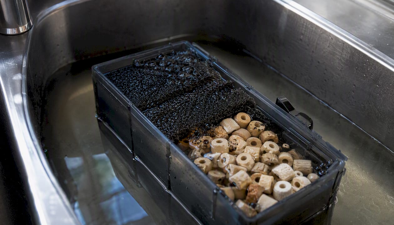 Les masses filtrantes de l’aquarium sont conservées humides dans un seau rempli d’eau.