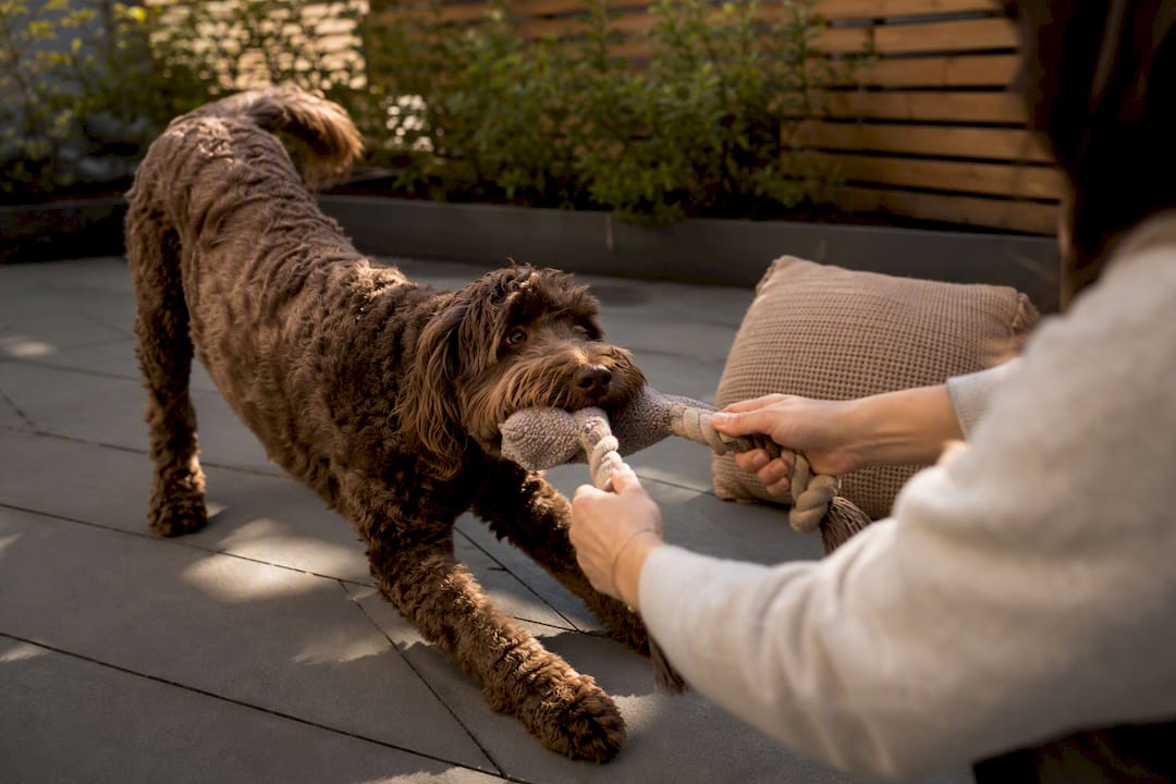Dog receiving a tug toy reward