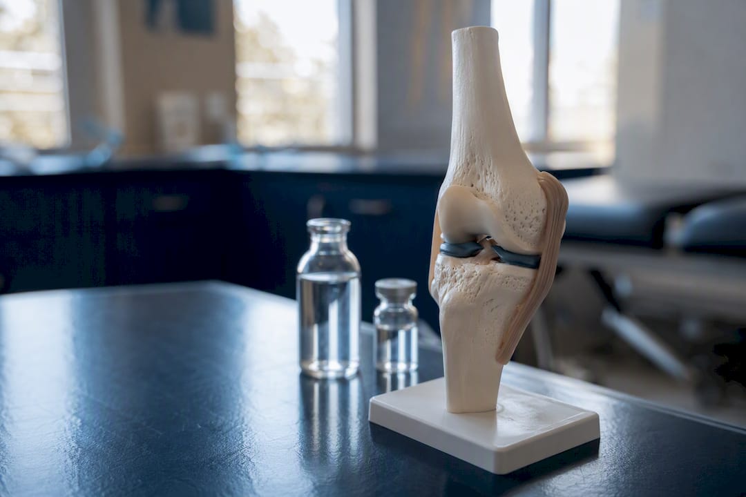 Human knee joint model with vials