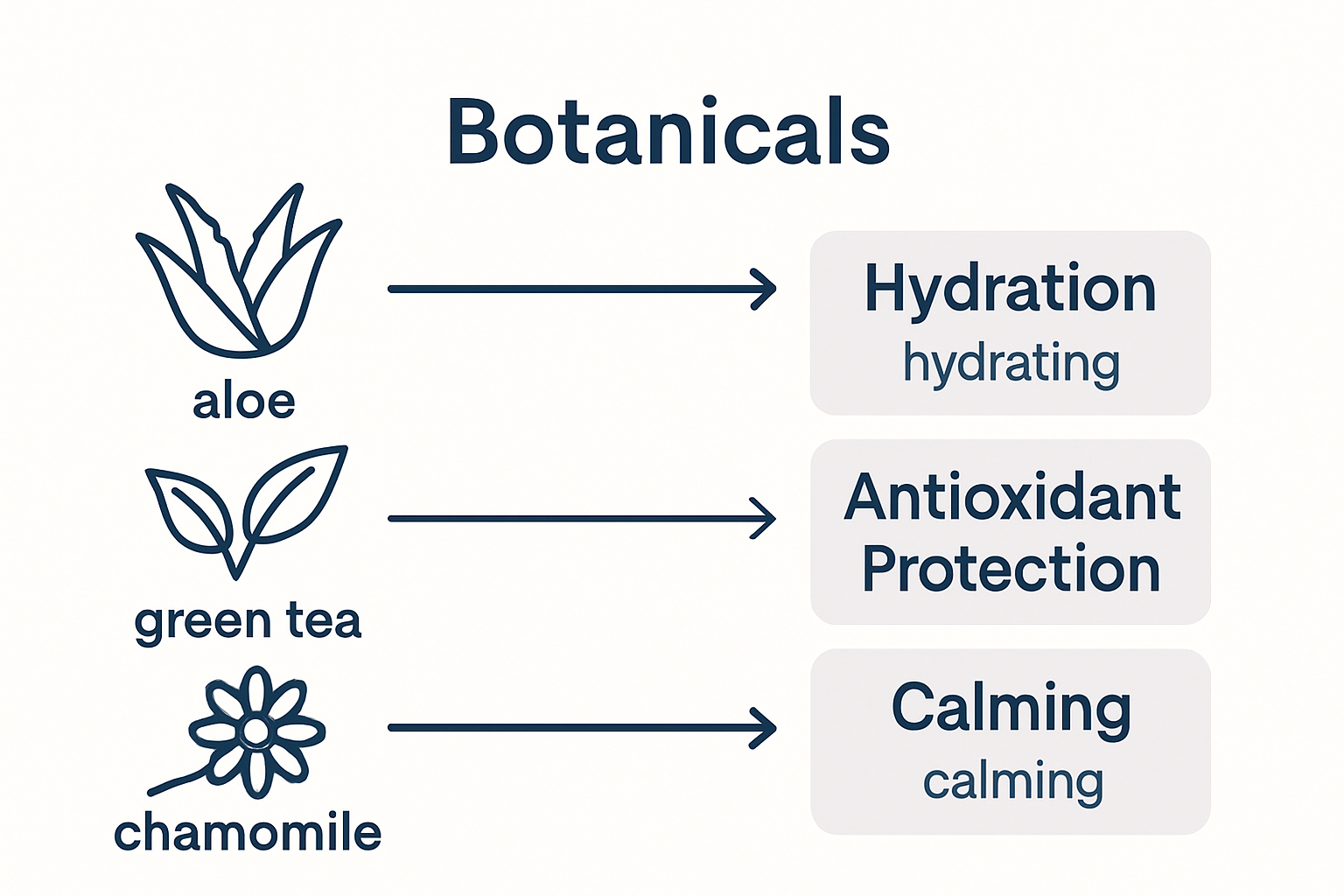 Infographic of major botanicals and skin benefits