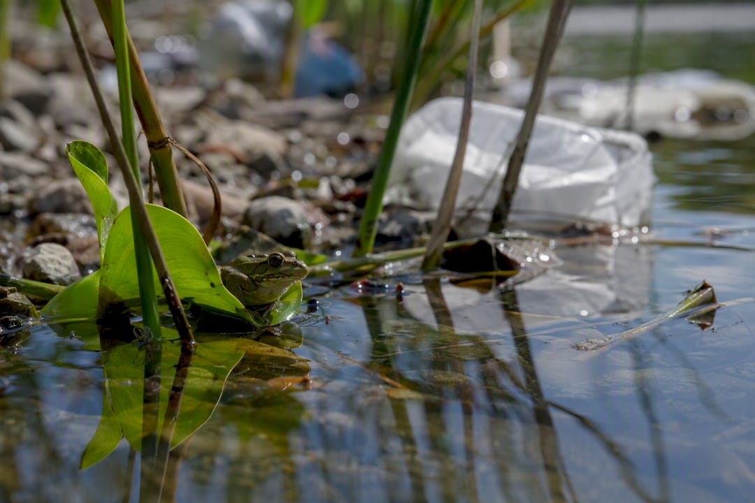 Frog on wetland leaf near polluted water