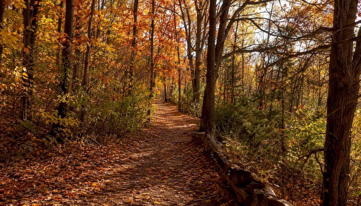 Autumn trail with fall colours in Rouge Park