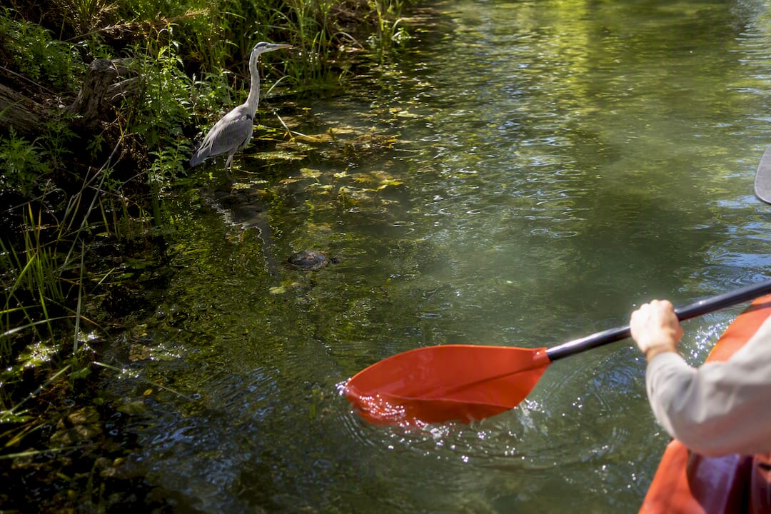 Paddle strokes and heron in Toronto Islands lagoon