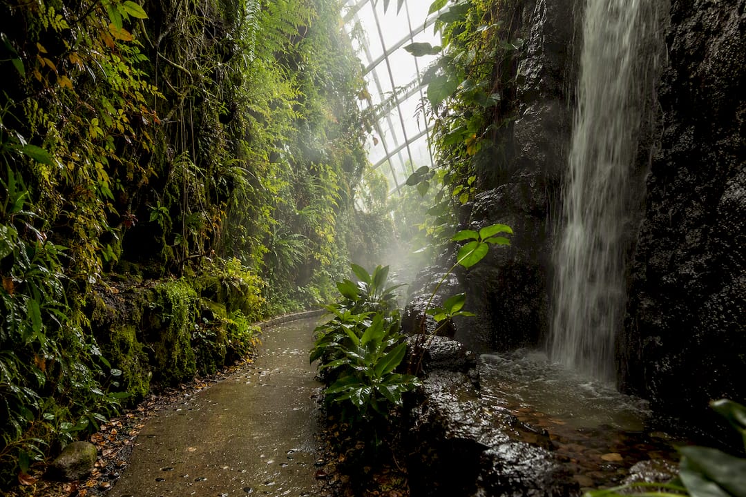 Waterfall and vertical plants inside Cloud Gardens rainforest