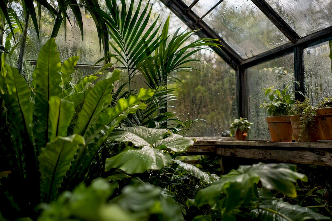 Moist tropical leaves with water droplets indoors