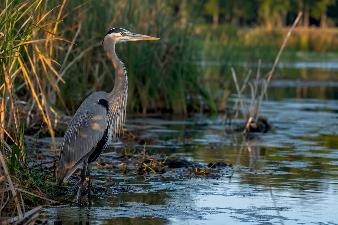 Heron beside Toronto waterfront reeds