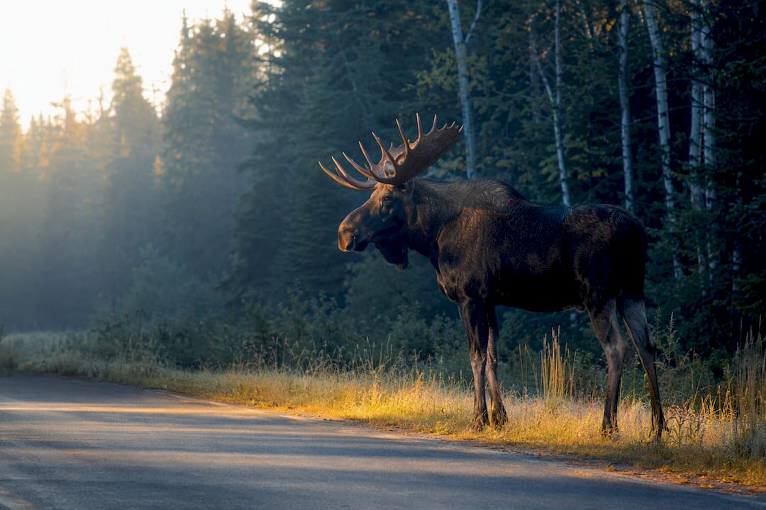 Moose beside Highway 60 in Algonquin
