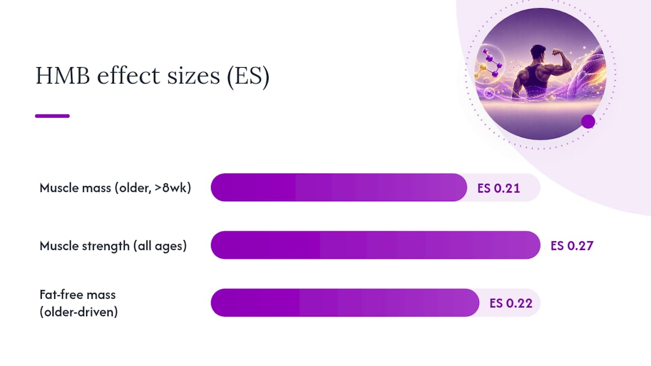 Chart of HMB effect sizes on muscle metrics