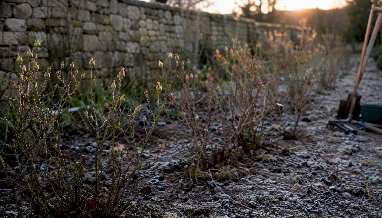 Les rosiers au jardin à la sortie de l’hiver