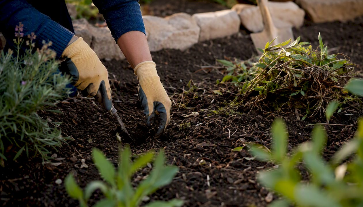 On retire les mauvaises herbes à la main avant de pailler la terre du potager.