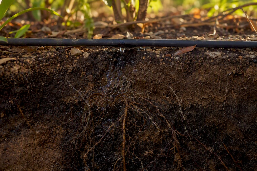 L’eau s’infiltre doucement dans la terre du jardin, nourrissant les racines en profondeur.